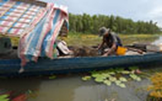 Cua đồng lên phố